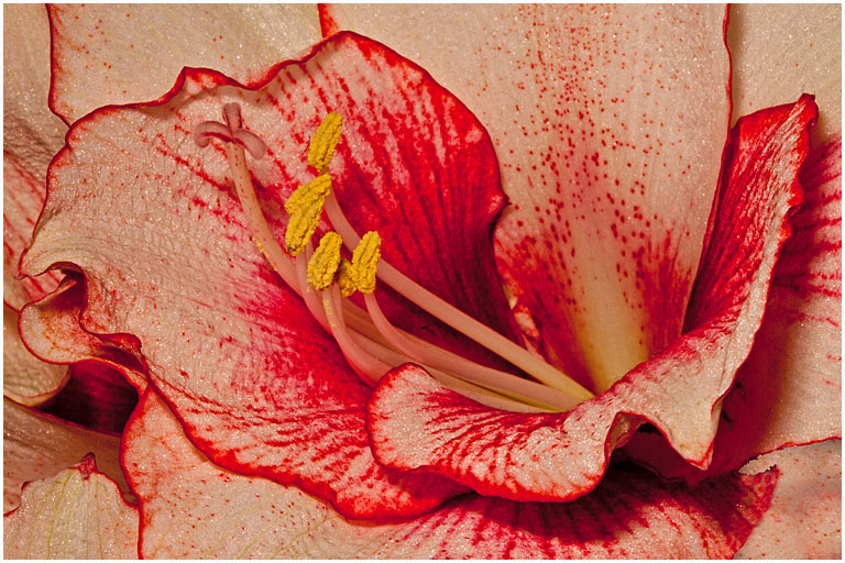 Lilium No 3 PRES S
